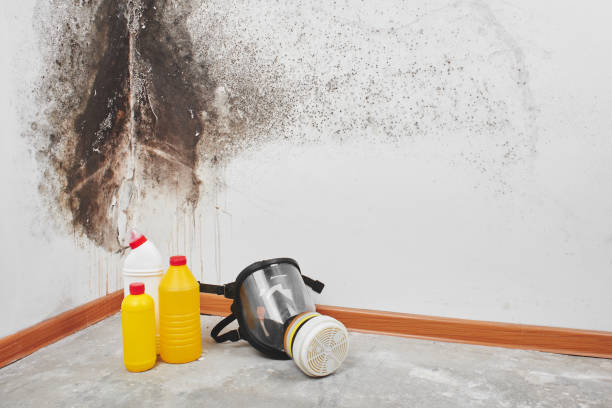 Best Residential Mold Remediation in Benicia, CA