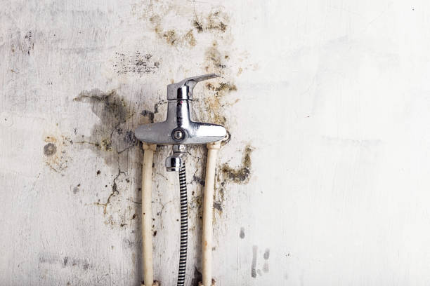 Best Localized Mold Remediation (e.g., coastal areas, humid climates) in Benicia, CA
