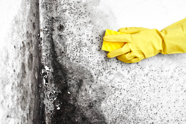Best Mold Testing and Inspection Services in Benicia, CA