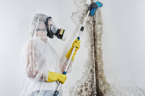 Best Basement Mold Remediation in Benicia, CA