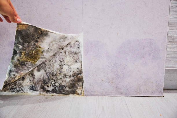 Best Attic Mold Remediation in Benicia, CA